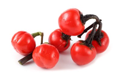 Etiyopya patlıcan (Afrika patlıcan, Solanum aethiopicum, acı domates, nakati)