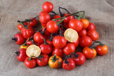 Etiyopya patlıcan (Afrika patlıcan, Solanum aethiopicum, acı domates, nakati) poşetleme üzerine