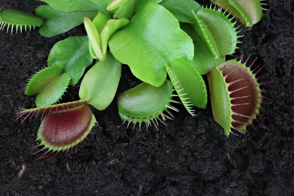 Venüs sinekkapanı (Dionaea muscipula), etobur bitki. tam alan derinliği, yüksek dinamik aralık (HDR)