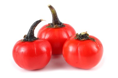 Etiyopya patlıcan (Afrika patlıcan, Solanum aethiopicum, acı domates, nakati)