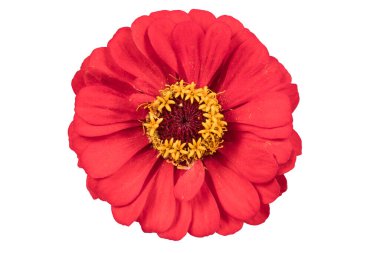Red zinnia isolated on white. Very detailed