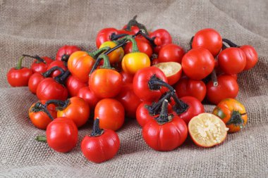 Etiyopya patlıcan (Afrika patlıcan, Solanum aethiopicum, acı domates, nakati) poşetleme üzerine