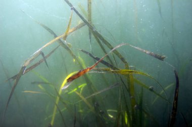 Sea bottom. Underwater background with sea grass zostera