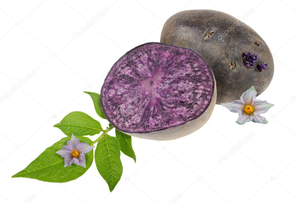 Violet potato, leaves and flowers. Full depth of field, detailed retouched, high dynamic range, high resolution