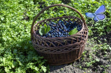 Grape harvest in basket and butterfly