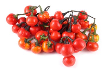 Etiyopya patlıcan (Afrika patlıcan, Solanum aethiopicum, acı domates, nakati)