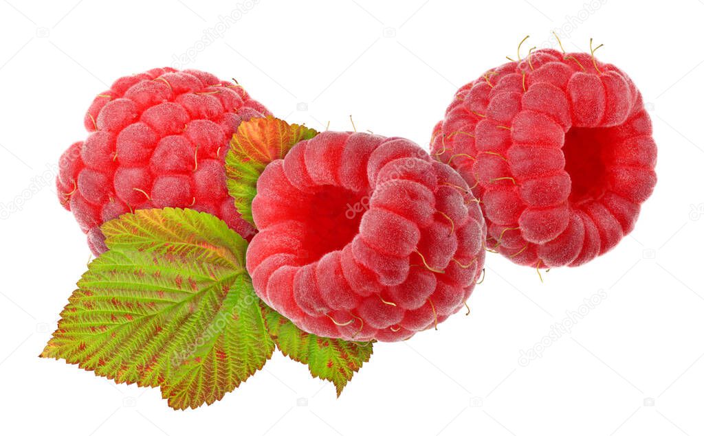 Three raspberries and raspberry leaf isolated on white. Very detailed, high resolution, high dynamic range HDR