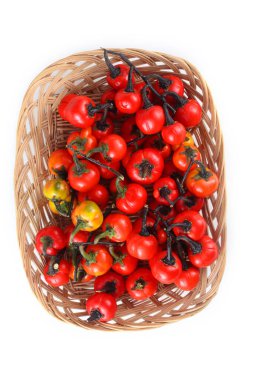 Etiyopya patlıcan (Afrika patlıcan, Solanum aethiopicum, acı domates, nakati)