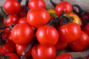 Etiyopya patlıcan (Afrika patlıcan, Solanum aethiopicum, acı domates, nakati) poşetleme üzerine