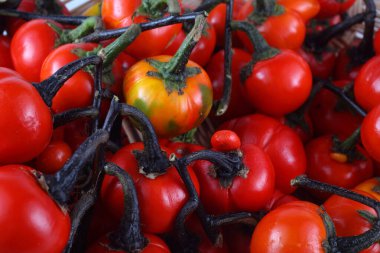 Etiyopya patlıcan (Afrika patlıcan, Solanum aethiopicum, acı domates, nakati)
