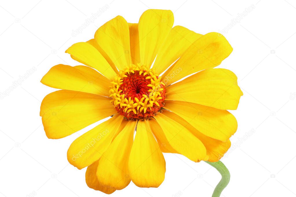 Growing yellow zinnia isolated on white. Very detailed, high dynamic range HDR