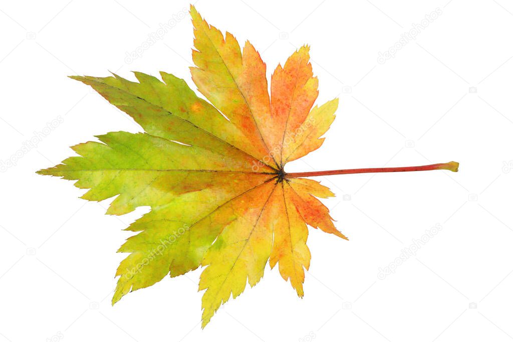 Autumn maple leaf isolated on white. Very detailed, high dynamic range