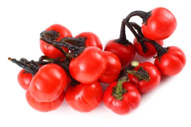 Etiyopya patlıcan (Afrika patlıcan, Solanum aethiopicum, acı domates, nakati)