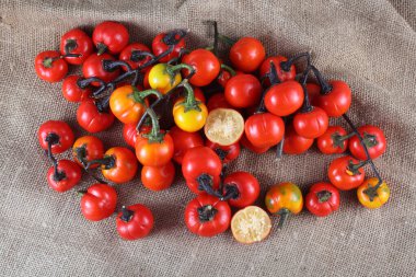 Etiyopya patlıcan (Afrika patlıcan, Solanum aethiopicum, acı domates, nakati) poşetleme üzerine