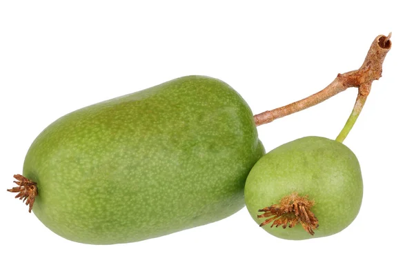 Actinidia Arguta Känd Som Härdig Kiwi Sibirisk Krusbär Liten Kiwifrukt — Stockfoto