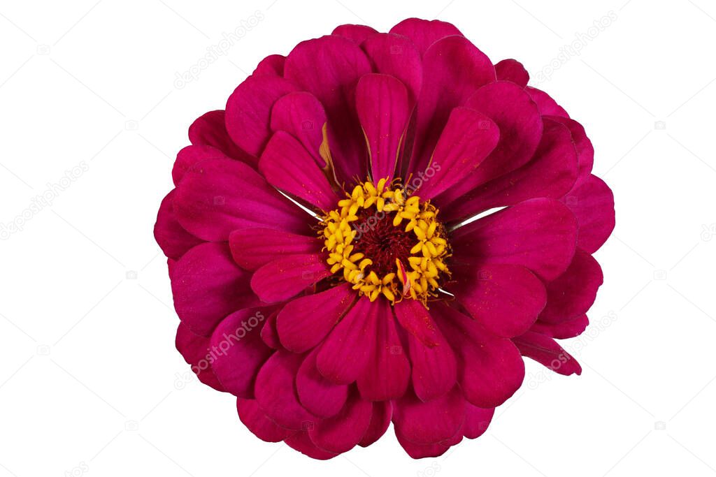 Crimson zinnia isolated on white. Full depth of field, detailed retouched, high dynamic range HDR