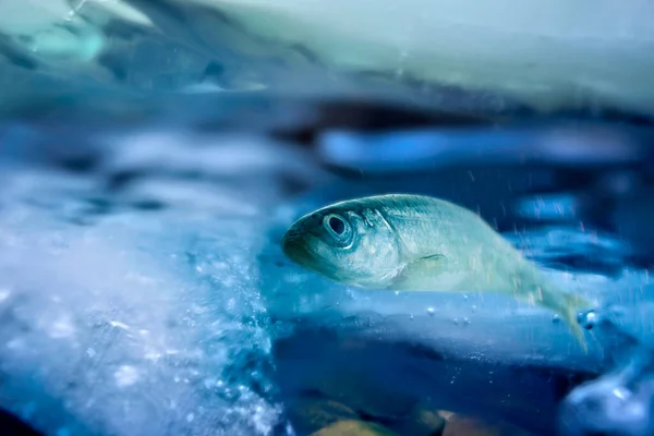 Mencair Ikan Bawah Ikan Bertelur Sungai Pacific Smelt Stok Gambar Bebas Royalti