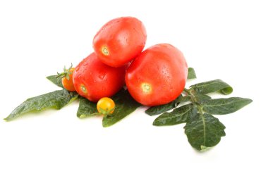 Yaprakların üzerinde kırmızı ve sarı domatesler