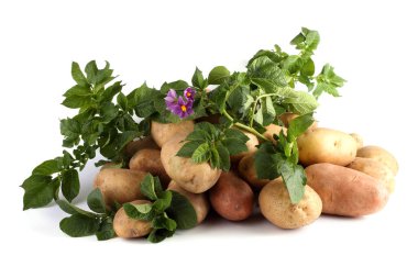 Patates, yaprak ve çiçekler.