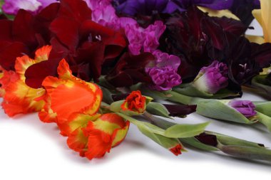Farklı renkte gladiolus çiçekleri