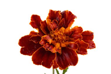 Büyüyen kadife çiçeği beyazı izole eder.