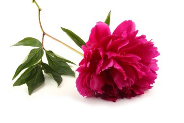 Şakayık çiçeği bembeyaz