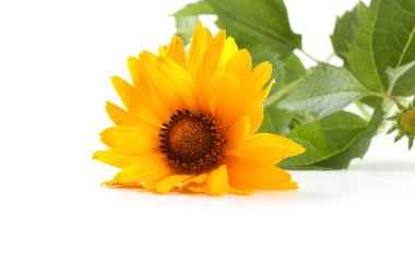 Sarı papatya çayı beyazda izole edilmiş.