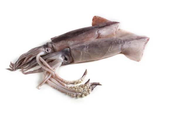 Squids Isolated White — Stock Photo, Image