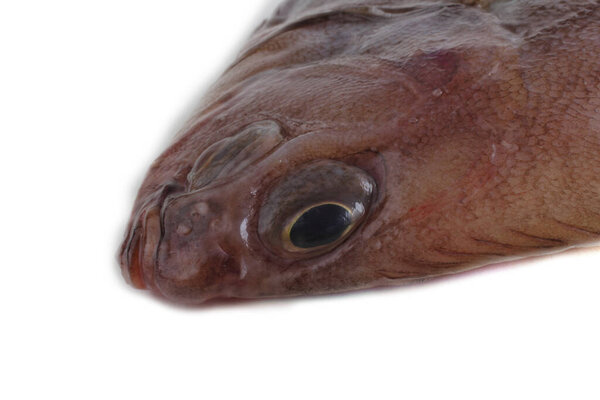 Flathead flounder (Pacific fat flounder)