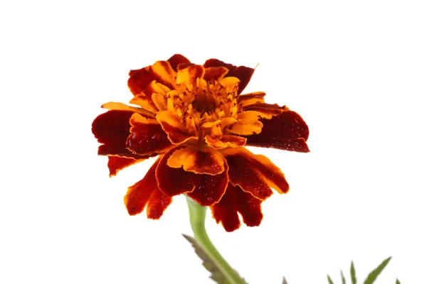 Marigold Tumbuh Terisolasi Pada Warna Putih Stok Foto Bebas Royalti