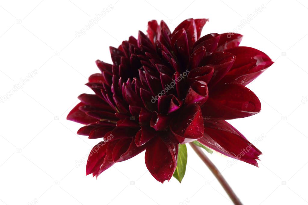 Growing dahlia flower isolated on white