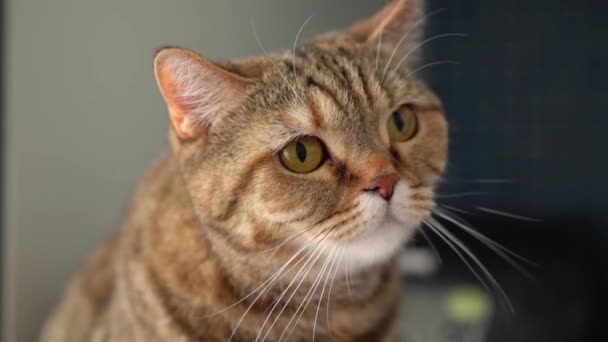 Красная шотландская кошка лижет губы и показывает язык. — стоковое видео