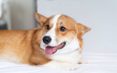 Tıbbi maske takmış şirin bir Corgi köpeği. Yaşam tarzı, hastalıklar ve salgın hastalıklar