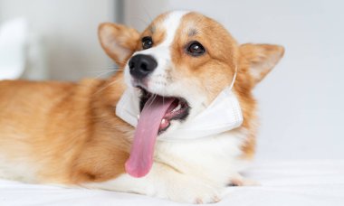 Tıbbi maske takmış şirin bir Corgi köpeği. Yaşam tarzı, hastalıklar ve salgın hastalıklar