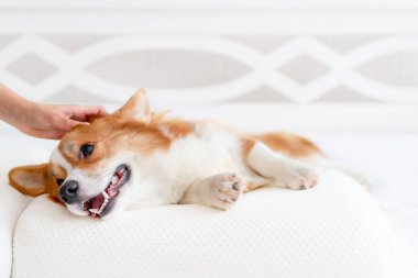 Şirin Corgi köpeği şık bir uyku maskesiyle yatağa uzanmış, dil gösteriyor. Sağlıklı uyku kavramı