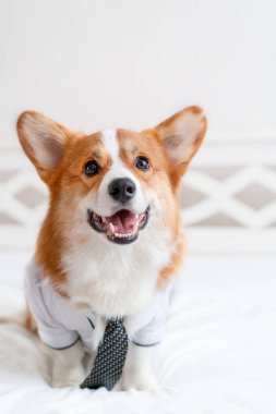 Şık gömlekli ve kravatlı şirin Corgi köpeği günlük planlayıcının yanında duruyor. Hayvan modası. İş dünyası