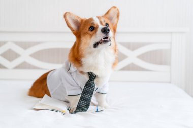 Şık gömlekli ve kravatlı şirin Corgi köpeği günlük planlayıcının yanında duruyor. Hayvan modası. İş dünyası