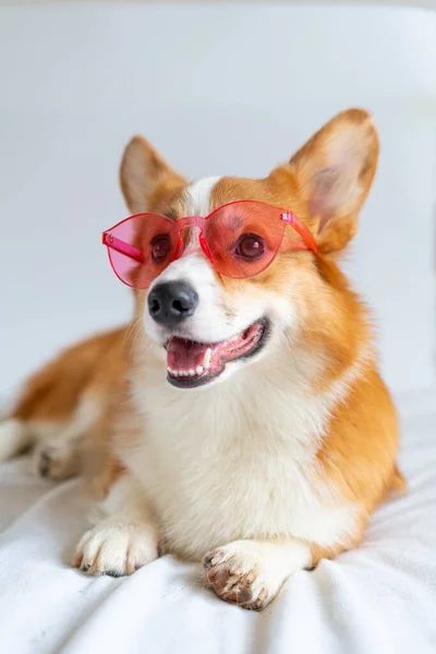 Lindo perro corgi posando en gafas de sol rosa de moda en casa — Foto de Stock