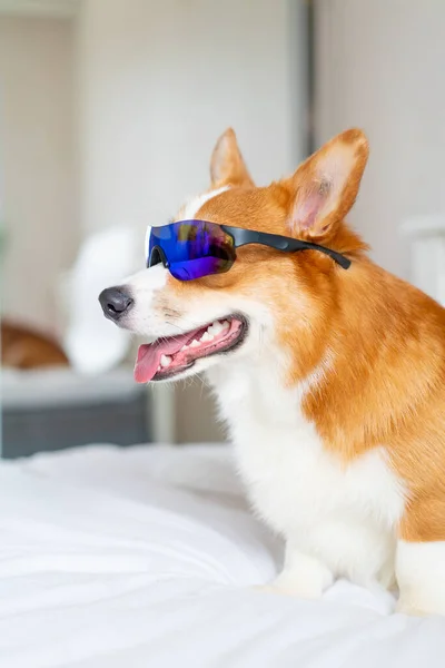 Aranyos corgi kutya pózol sportos napszemüveg otthon — Stock Fotó