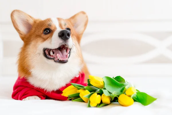 Lindo perro corgi en chaqueta bomber rojo elegante sentarse cerca de flores de tulipán. Concepto de moda mascota — Foto de Stock