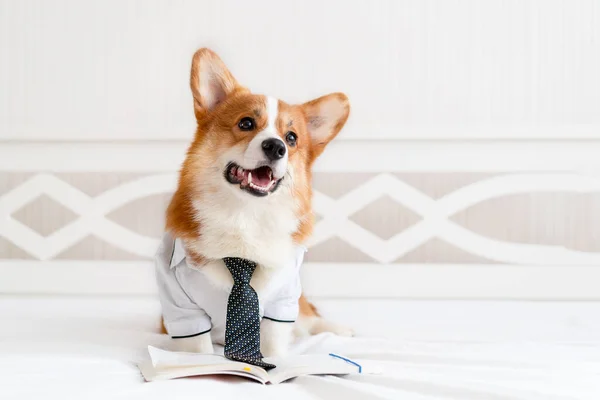 Cute corgi dog in stylish shirt and tie standing near daily planner. Pet fashion. Business — Stock Photo, Image