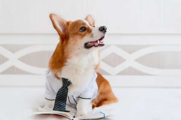 Симпатичная корги собака в стильной рубашке и галстуке стоит рядом с ежедневным планировщиком. Мода на домашних животных. Бизнес — стоковое фото