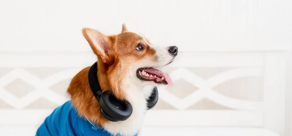 Cão corgi bonito na elegante jaqueta azul bomber sentado e fones de ouvido sem fio — Fotografia de Stock