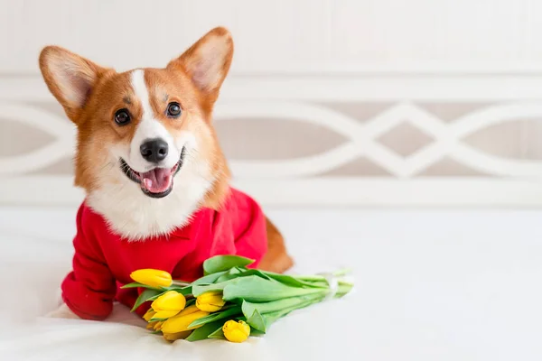 スタイリッシュな赤い爆撃機のジャケットでかわいいコーギー犬はチューリップの花の近くに座っています。コンセプトペットファッション — ストック写真