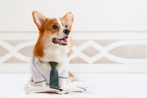 Roztomilý corgi pes ve stylové košili a kravatě stojící poblíž denního plánovače. Domácí mazlíčci. Obchod — Stock fotografie