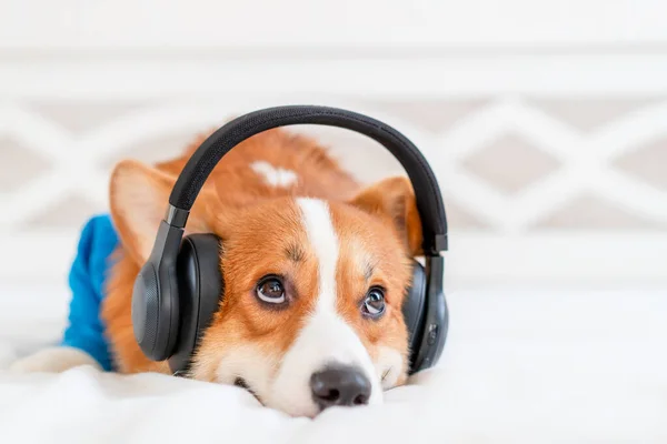 Roztomilý corgi pes ve stylové modré bombardér bunda sedí a bezdrátové sluchátka — Stock fotografie