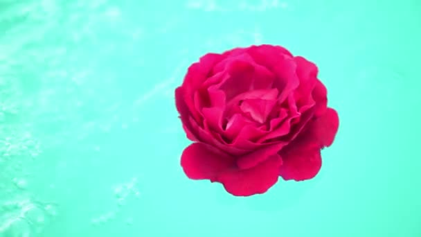 Fioletowy kwiat Pion na powierzchni wody. Pojęcie — Wideo stockowe