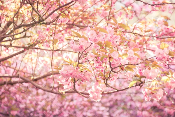 Fleurs de cerisier en fleurs — Photo