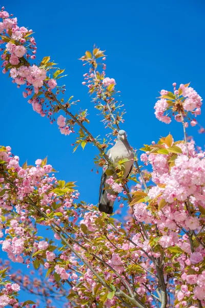 Colombe oiseau sur les fleurs de cerisier — Photo