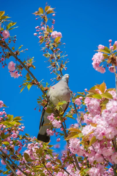 Colombe oiseau sur les fleurs de cerisier — Photo